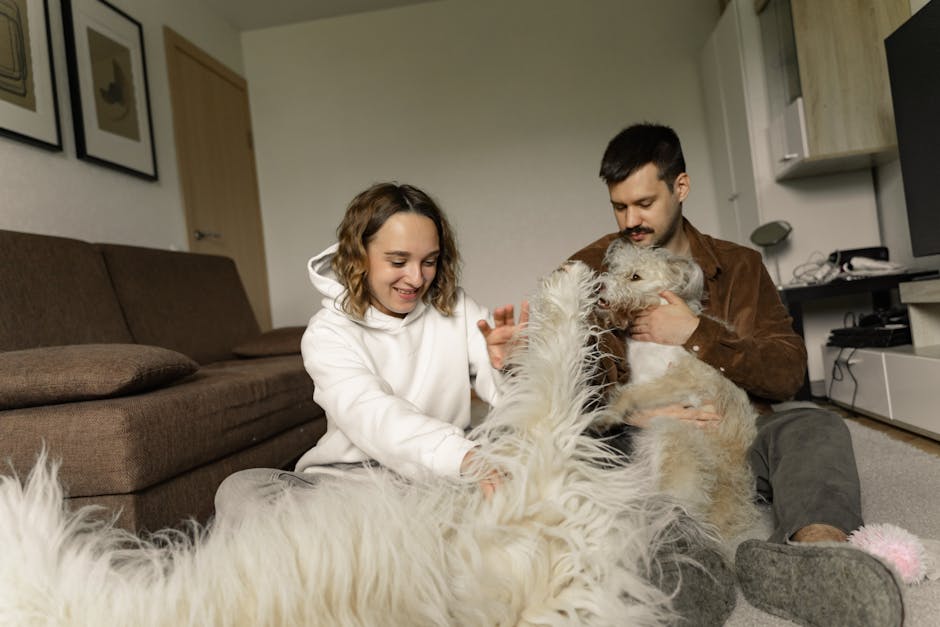 A person sitting on a black leather sofa in a well-lit living room, reaching down to gently pet a large, cream-colored husky dog standing on a brown and beige striped rug on the wooden floor. To the l